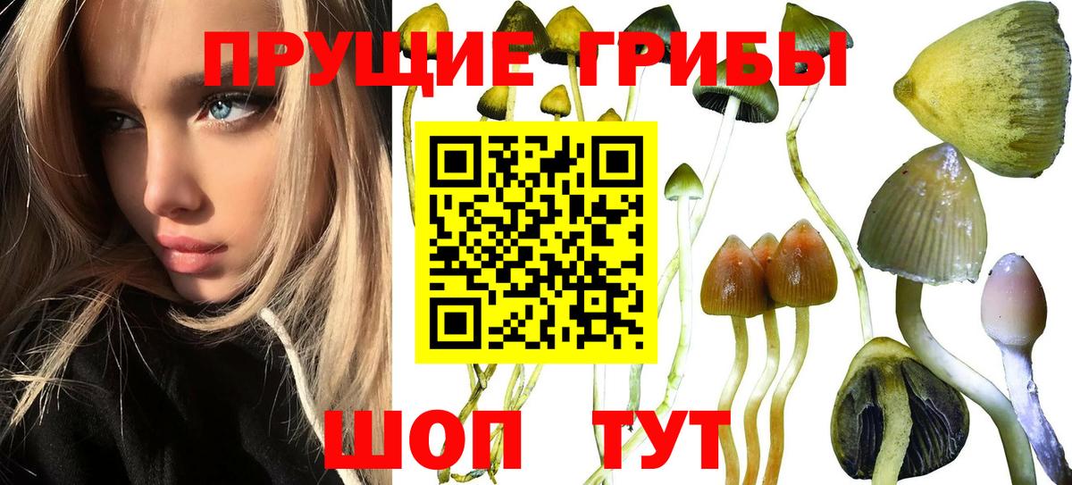Псилоцибиновые грибы GOLDEN TEACHER Нижнеудинск